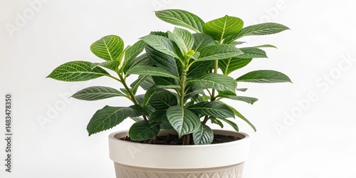 Hydrangea Plant in Beige Po...