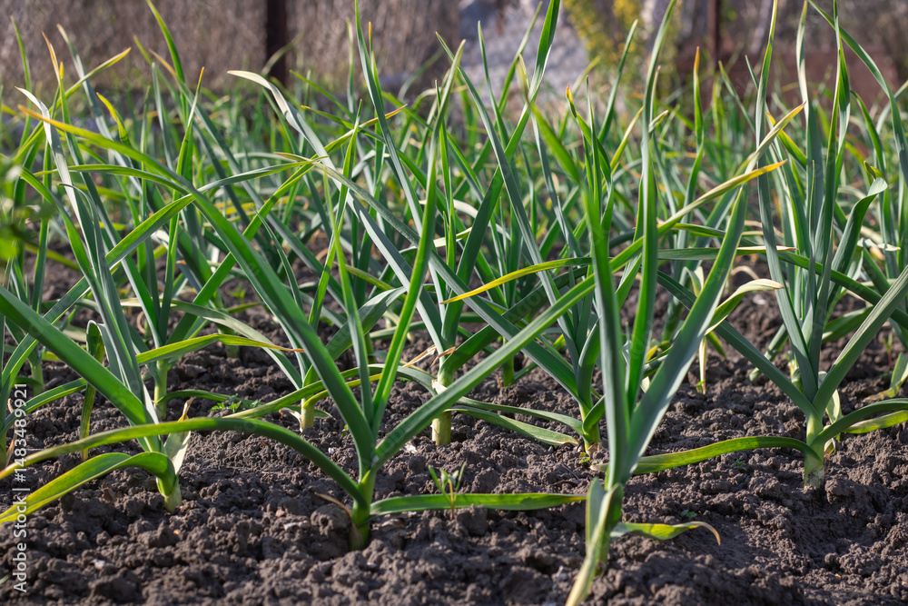 Row green stems of top garlic growing in kitchen garden. Seedling of allium sativum the amaryllidaceae family with green leaves in vegetable garden. Shoots of organic plants the subfamily allioideae. Row green stems of top garlic growing in kitchen garden. Seedling of allium sativum the amaryllidaceae family with green leaves in vegetable garden. Shoots of organic plants the subfamily allioideae.