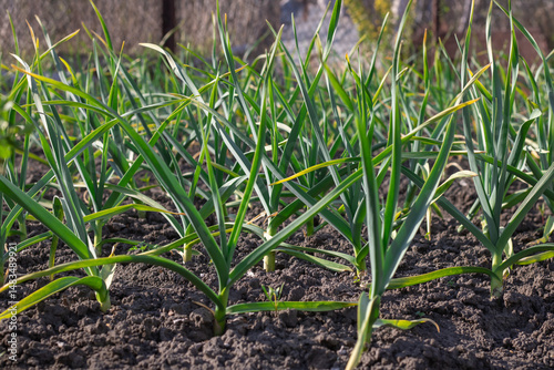 Row green stems of top garlic growing in kitchen garden. Seedling of allium sativum the amaryllidaceae family with green leaves in vegetable garden. Shoots of organic plants the subfamily allioideae.