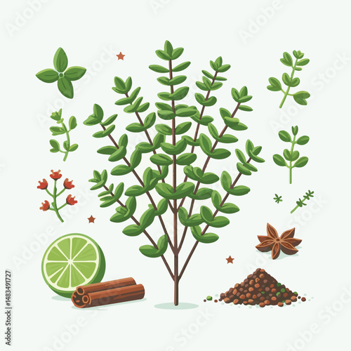 herb, leaf, thyme, food, green, healthy, ingredient, spice, background, herbal, fresh, plant, closeup, organic, aromatic, nature, isolated, macro, freshness, natural, white, cooking, medicine, herbs, 