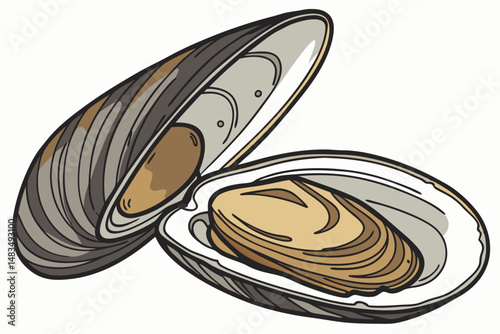 117 mussel, shell, freshwater, bivalve mollusk, close-up, detailed, photorealistic, high resolution