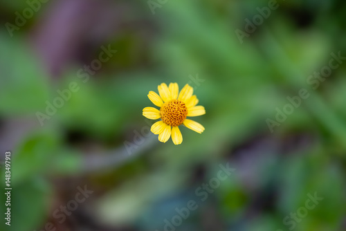 Yellow flower, which is likely Acmella oleracea or Acmella repens, also known as toothache plant.