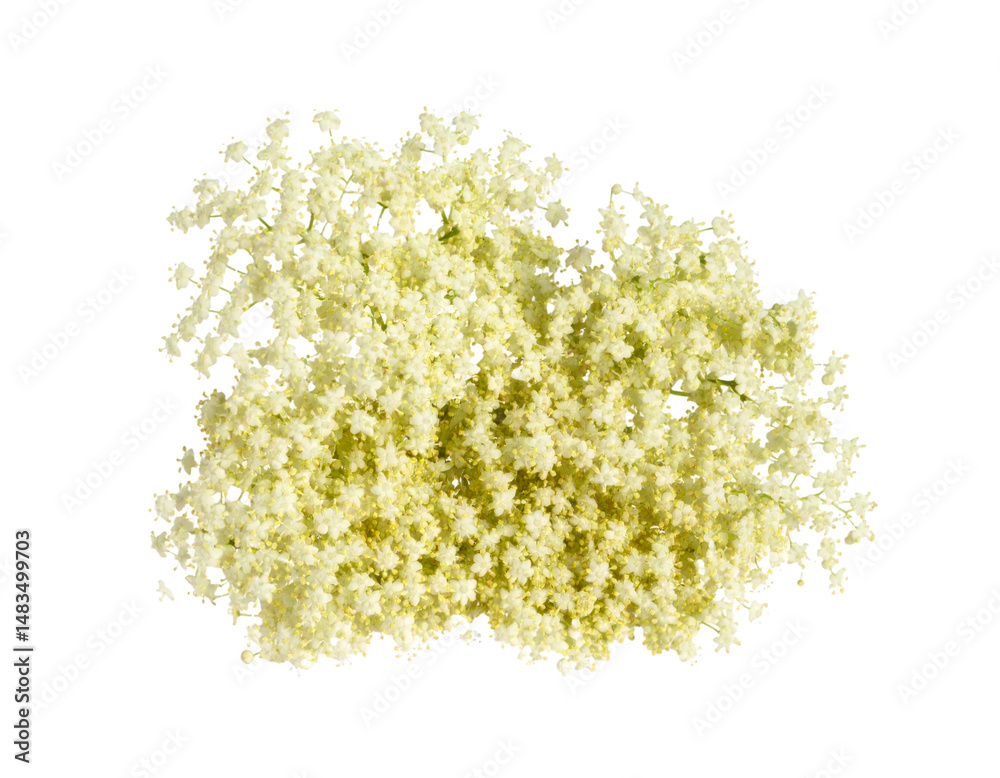 Fototapeta premium Elderflower cluster with tiny blossoms isolated on transparent background