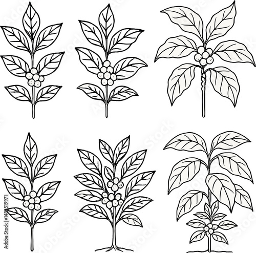 Coffee plant icons set – outline, botanical and agricultural symbols collection