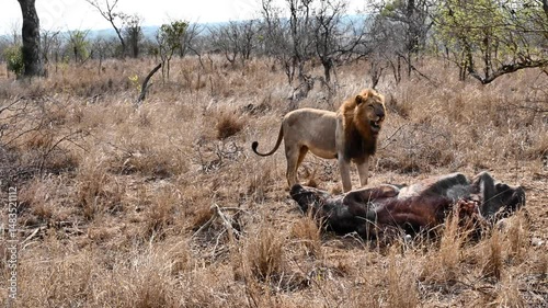 Watch as a majestic male lion charges toward a buffalo carcass, fiercely driving away a flock of vultures attempting to steal his meal. With raw power and dominance, he reclaims his rightful feast.