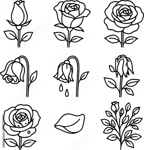 Rose life cycle line icons set – linear, botanical and floral growth symbols