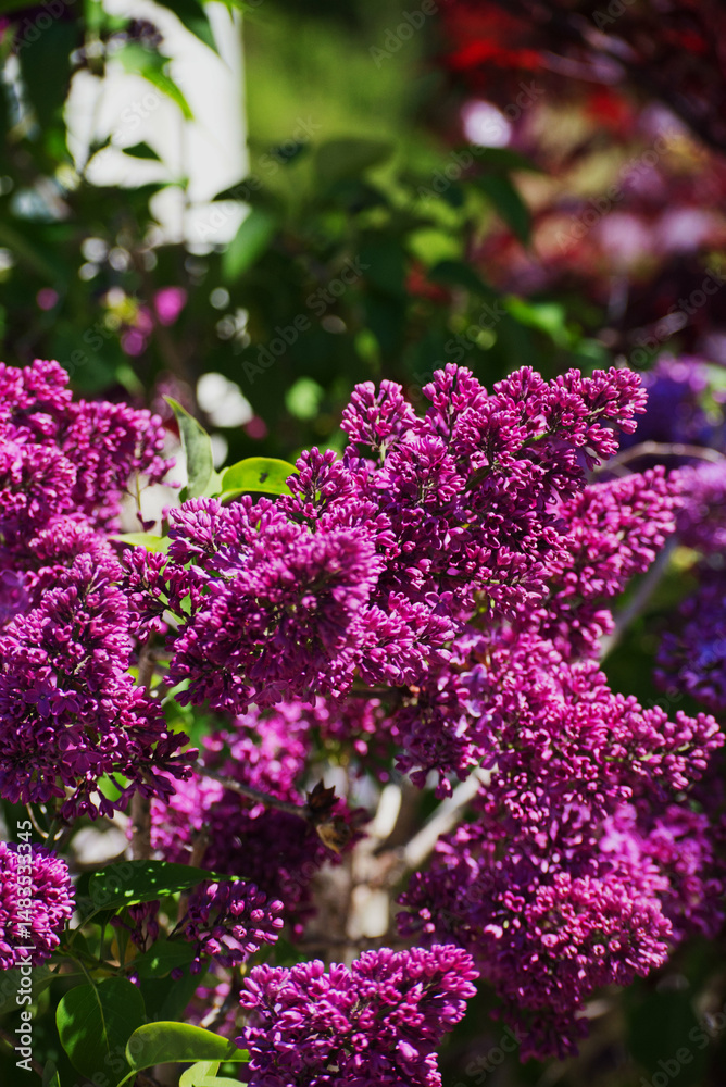 Obraz premium The lilac or common lilac (Syringa vulgaris)