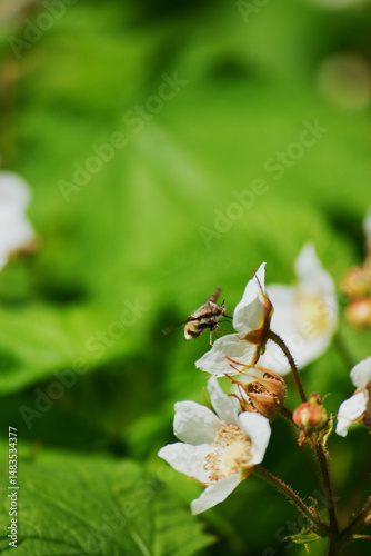 large bee-fly, the dark-edged bee-fly or the greater bee fly (Bombylius major)