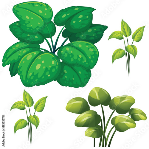 silhouette of a herb plants
