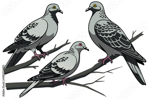 127 birds, pigeon, multiple pigeons, doves, close up, hyper realistic, highly detailed, photorealistic, high definition, 8K, no background, seamless, studio lighting, natural lighting, soft shadows, s
