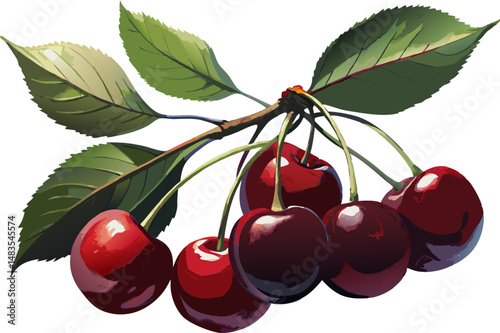 A watercolor depiction of a Black Cherry (Prunus serotina), with glossy lanceolate leaves and clusters of small fruits, isolated on a white background.