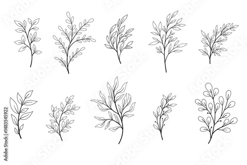 minimalistic flower graphic sketch drawing, Botanical branches of eucalyptus and fern.