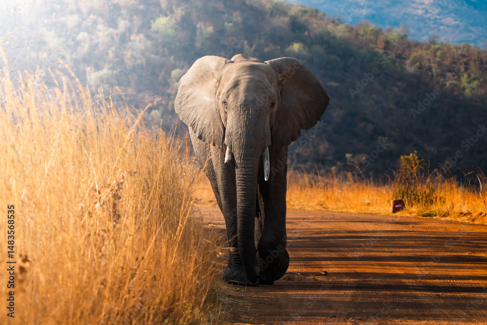 Obraz premium An elephant walks slowly through the golden bushveld at sunset, its towering form silhouetted by warm, soft light; sharp focus captures the texture of its skin against the softly blurred, glowing land