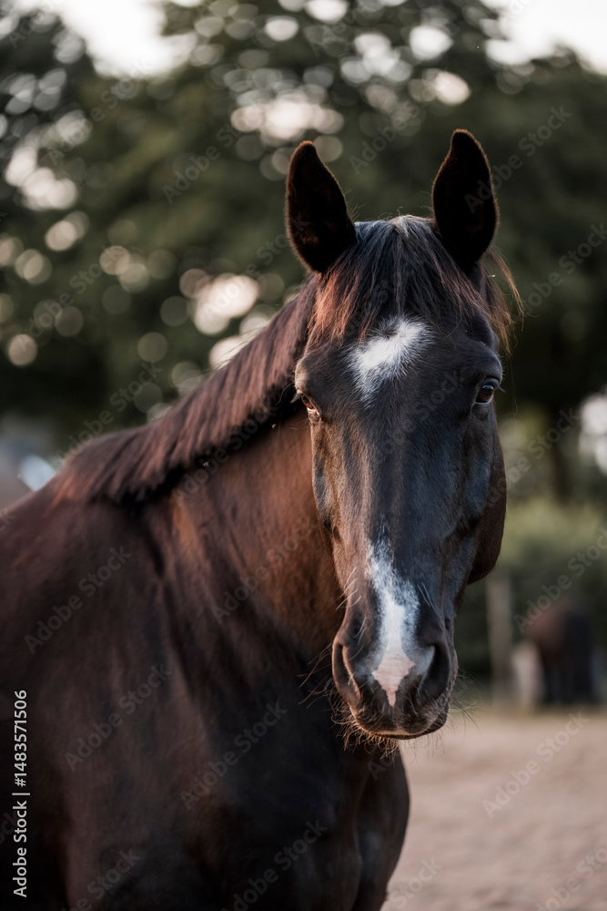 Obraz premium horse equine pony in paddock paradise natural pretty living their best life 