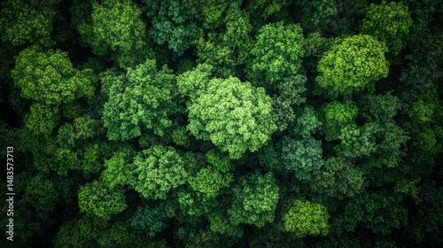 Aerial View Lush Green Forest Canopy