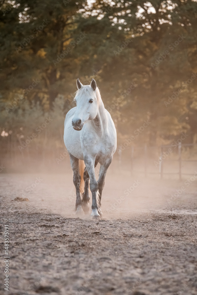 Obraz premium horse equine pony in paddock paradise natural pretty living their best life 