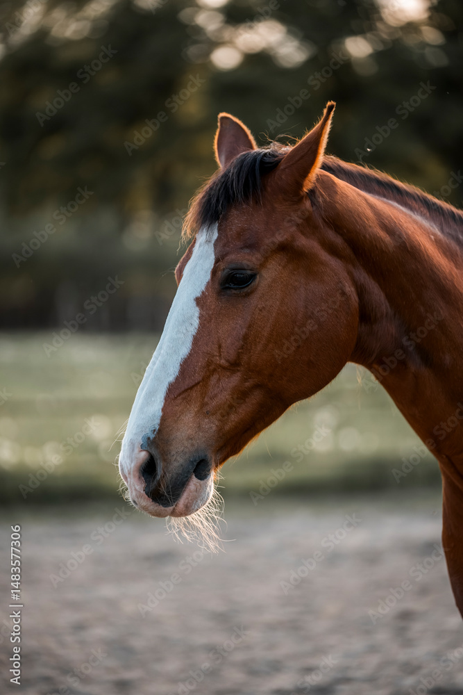 Obraz premium horse in paddock paradise track system