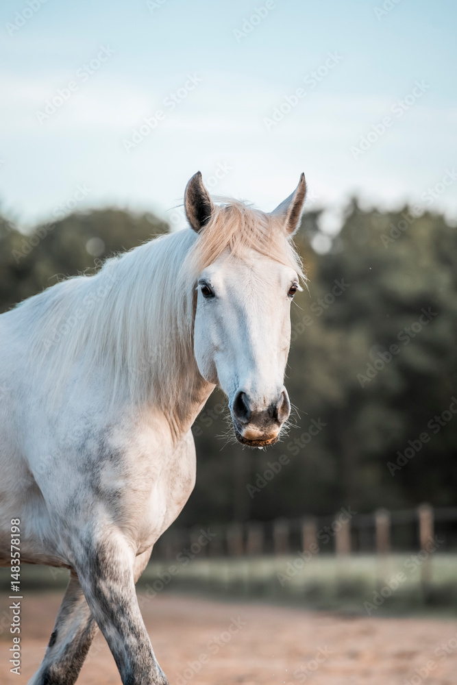 Naklejka premium horse equine living in paradise pretty animal portrait of white pony walking