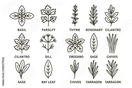 Illustrated herb chart featuring parsley, dill, sage, and more with unique designs
