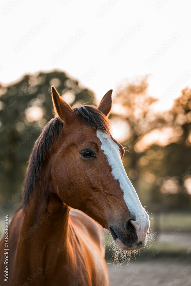 Fototapeta premium Horse equine pony living in paddock paradise their best life track system