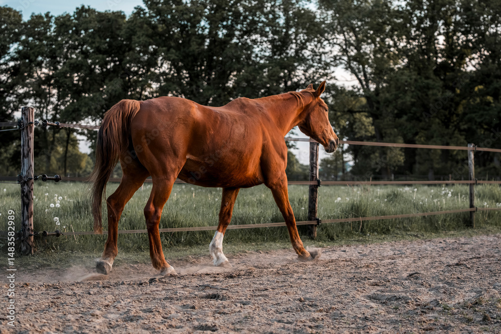Obraz premium Horse equine pony living in paddock paradise their best life track system