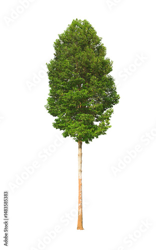 Isolated tall tree on white background (Gurjan or Garja) with clipping path for use as illustration.