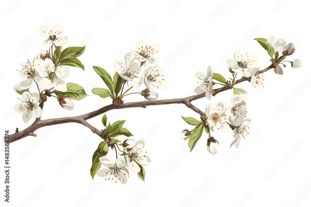 Cherry tree flowers on twig blooming isolated on white background Cherry tree flowers on twig blooming isolated on white background