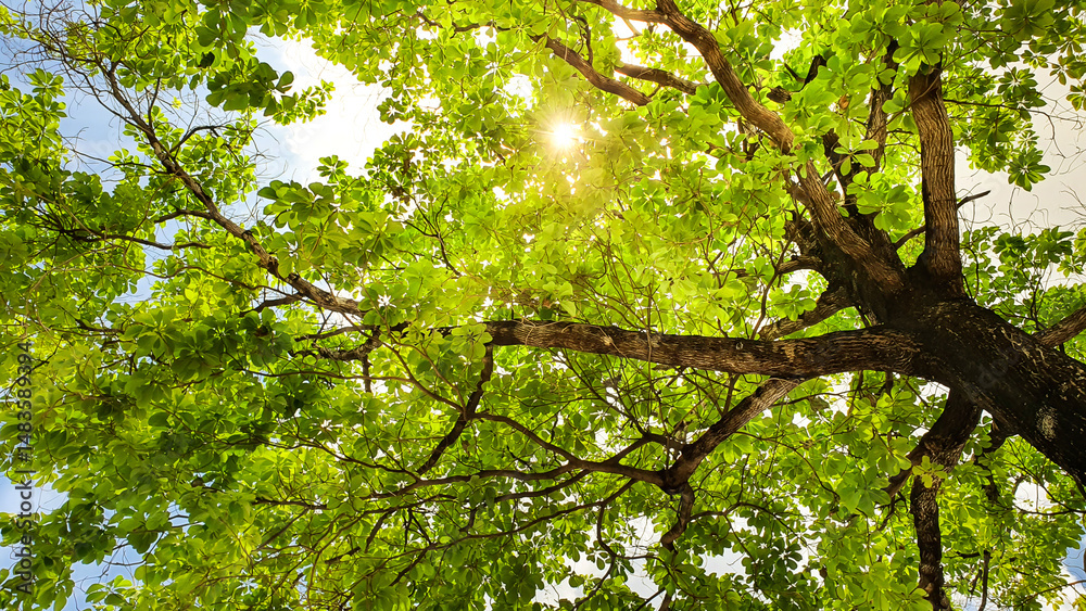 Fototapeta premium Worm's eye view of green tree with sky background. Sunlight shines through the textured leaves and branches extending from the trunk. Nature in forest or garden in yellow or golden tones.