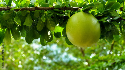 Fresh crescentia cujete on calabash tree in park, round green fruit or vegetable hangs on tree branch with blur background and bokeh.