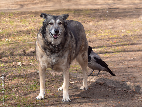 A grey crow plays with a dog. The bird sneaks up behind the dog to peck its tail.