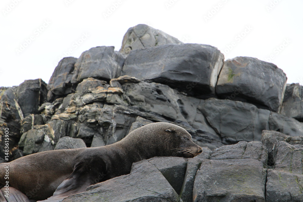 Fototapeta premium Ocean beasts basking