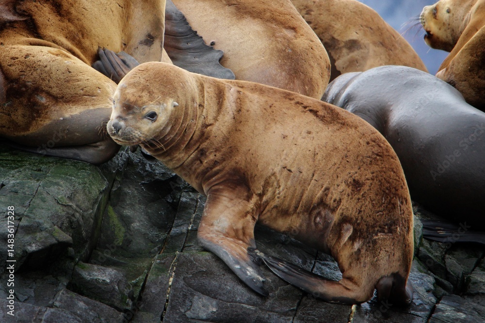 Fototapeta premium Sea lions resting