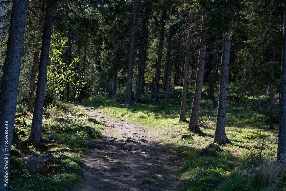 Fototapeta premium path in the woods