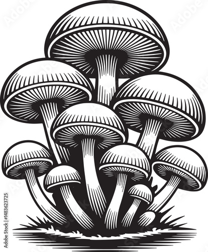 vector illustration of mushrooms