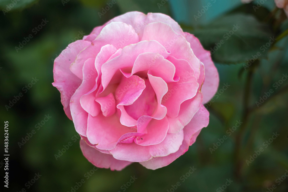 Fototapeta premium A pink rose with a green stem