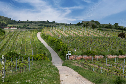 A scenic summer view of the sun-drenched vineyards in Bad Dürkheim, a picturesque wine region in the Palatinate (Pfalz), Germany. 