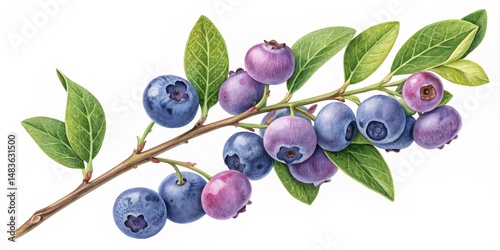 Watercolor Blueberry Branch...