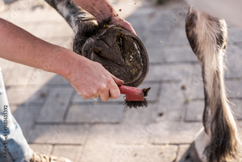 hoof care horse clean Ferrier 