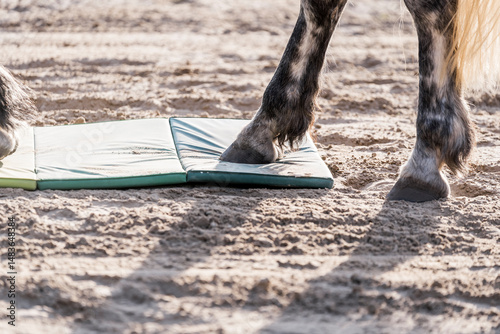 horse training clicker target equine