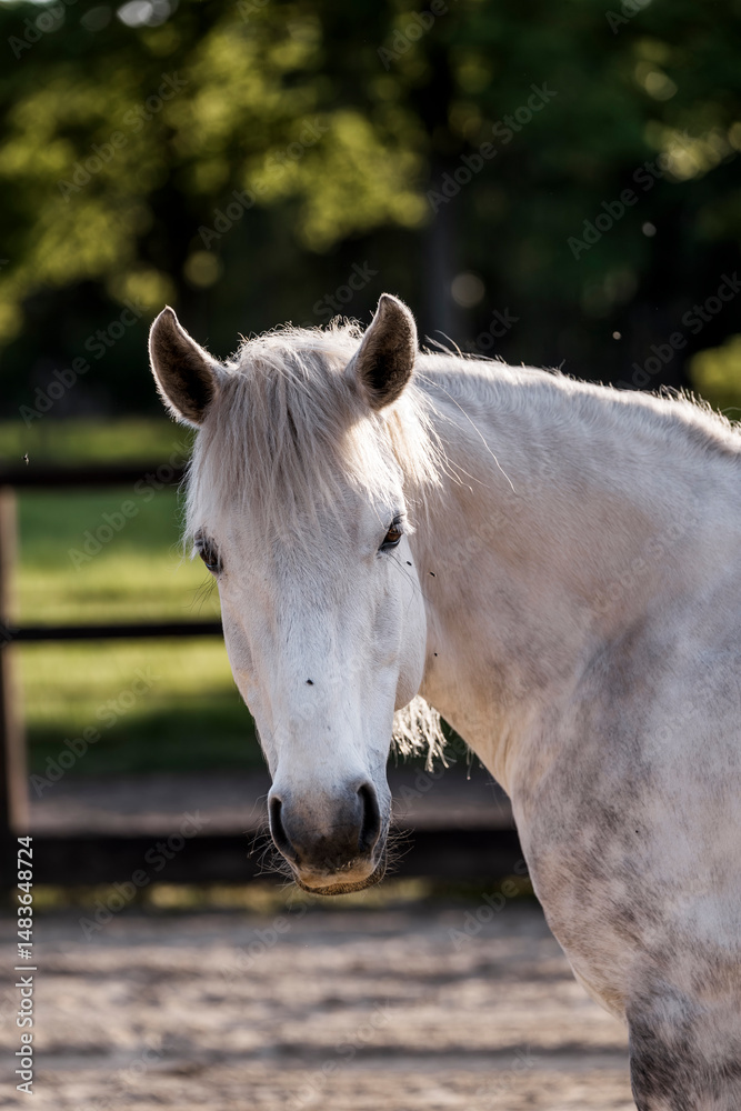 Obraz premium beautiful grey horse pony in riding arena pretty portrait 
