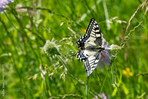 Old World Swallowtail or common yellow swallowtail (Papilio machaon) sitting on a small scabious in Zurich, Switzerland photo