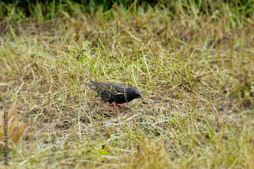 Common starling (Sturnus vulgaris) sitting in a field of grass in Zurich, Switzerland