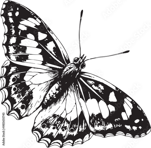 Purple emperor butterfly, Types of Butterflies, Black and White Vector Illustration, Sketch Drawing Line Linear Symbol Icon Engraving, Hand-drawn Isolated