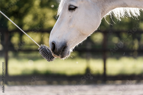feeding horse during target and clicker training horse and human connect and bond hand and nose