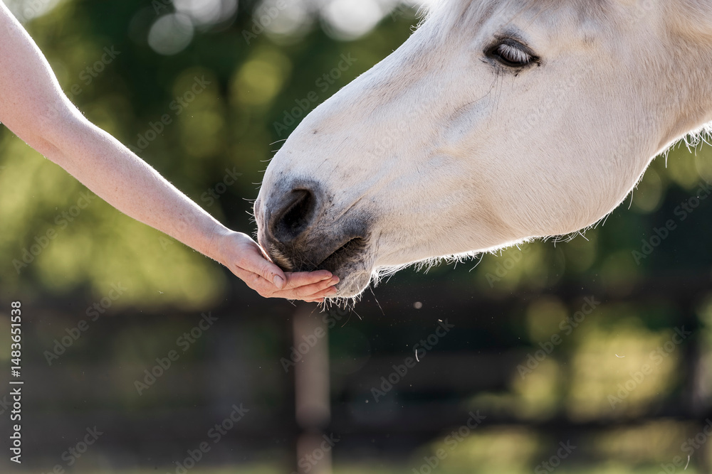 Fototapeta premium feeding horse during target and clicker training horse and human connect and bond hand and nose
