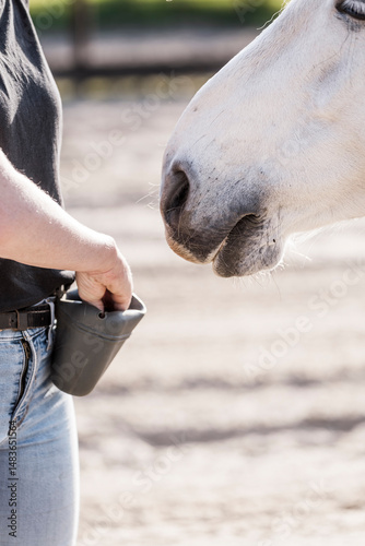 feeding horse during target and clicker training horse and human connect and bond hand and nose