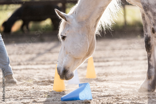 horse training clicker target equine