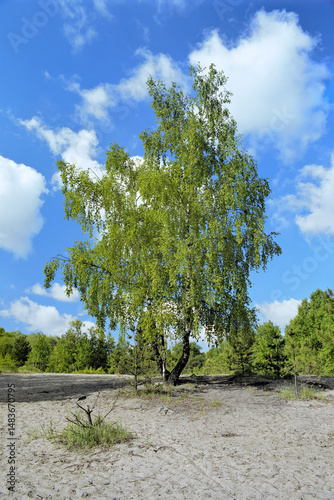 Forked birch on a sand glade on the background of the blue sky with white clouds