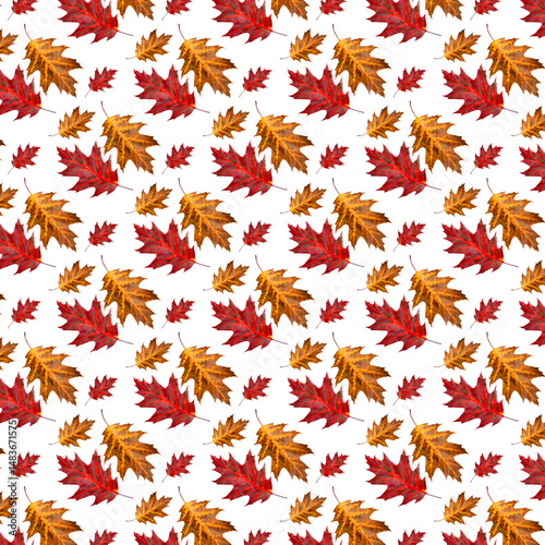 Pattern of Colorful oak Autumn Leaves on a White Background