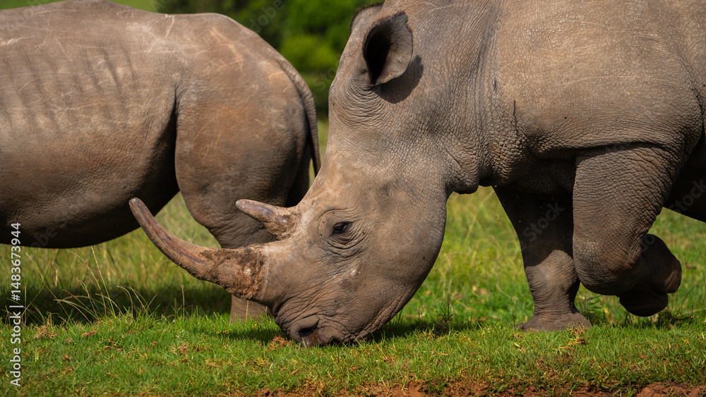 Fototapeta premium Nashorn in der Wildnis Südafrikas bei natürlichem Licht 